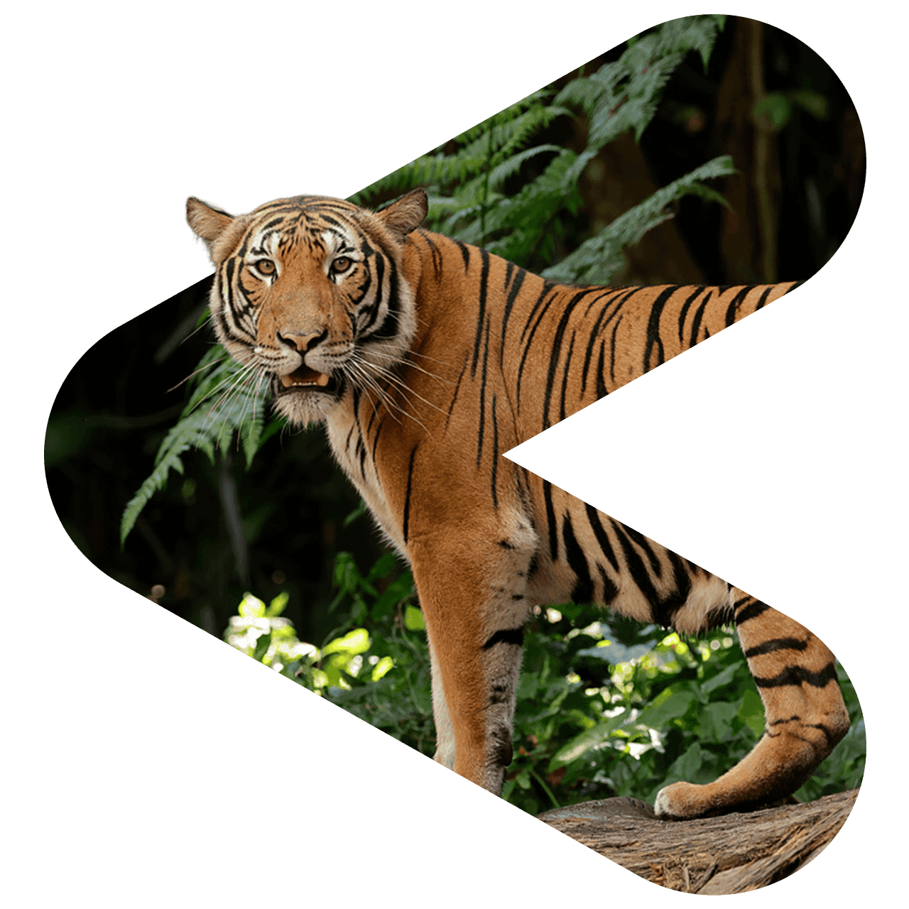 Tiger at Mandai Wildlife Group animal sanctuary