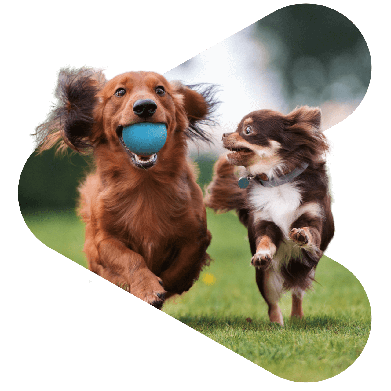 two dogs running along side eachother