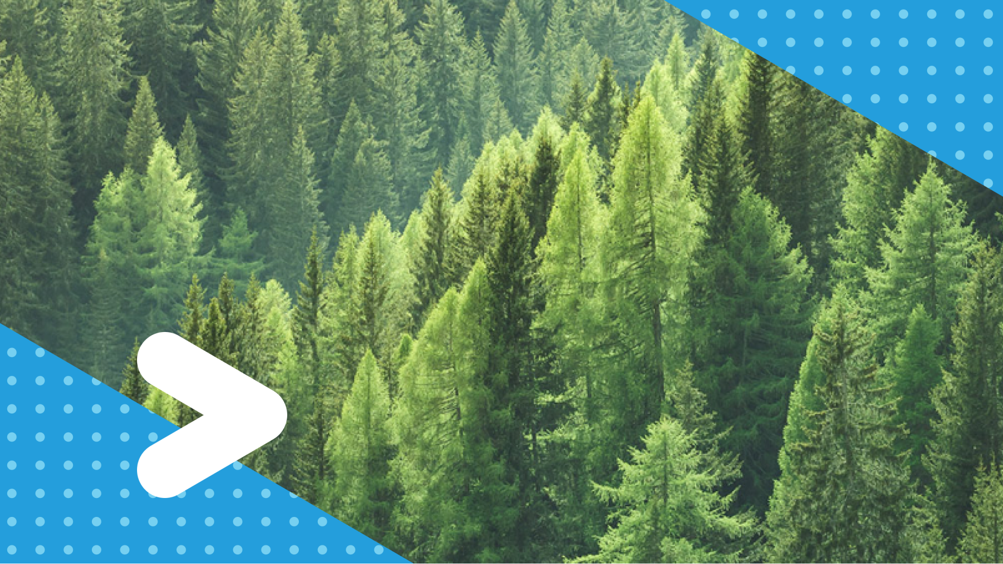 trees with a blue triangle and white arrow dots