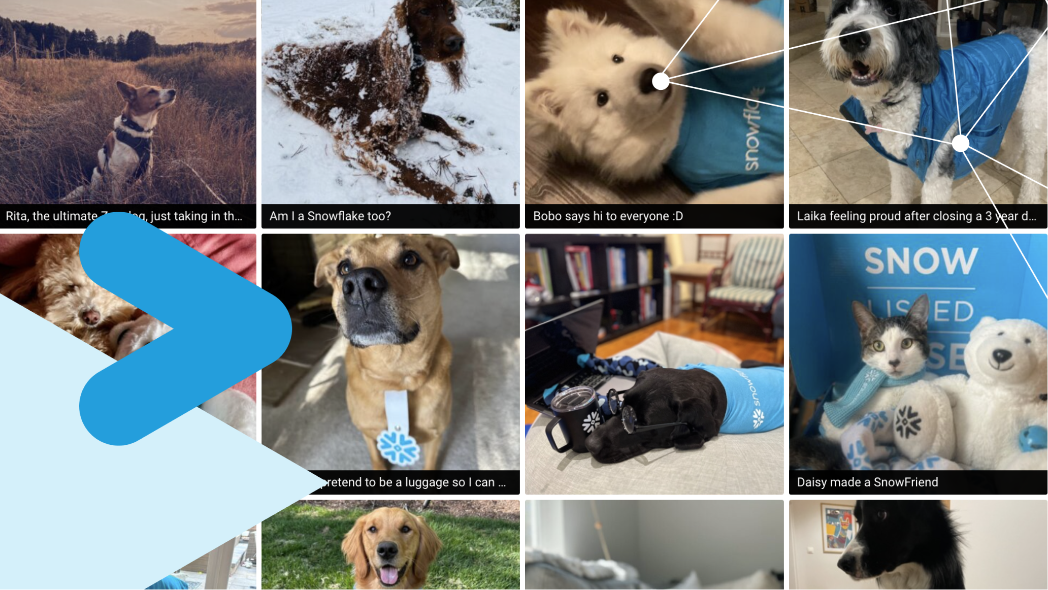 Dogs images wearing Snowflake swag